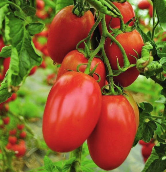 Сорт томатов Французский гроздевой дает щедрый урожай при минимальном уходе